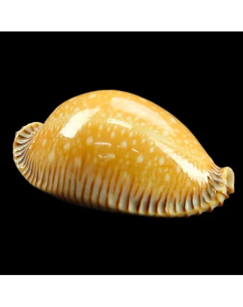 Cypraea Perisserosa