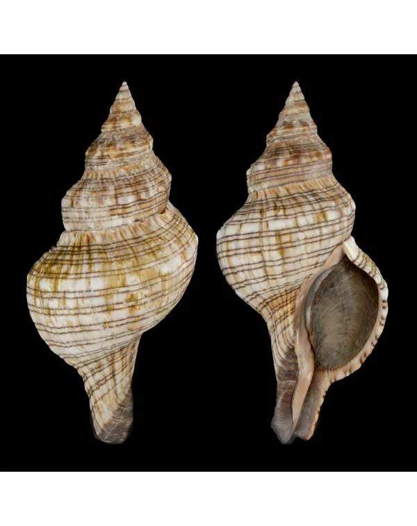 Pleuroploca Lischkeana