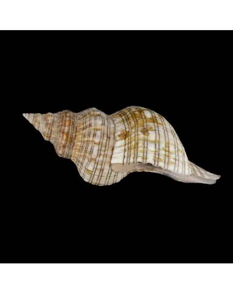 Pleuroploca Lischkeana