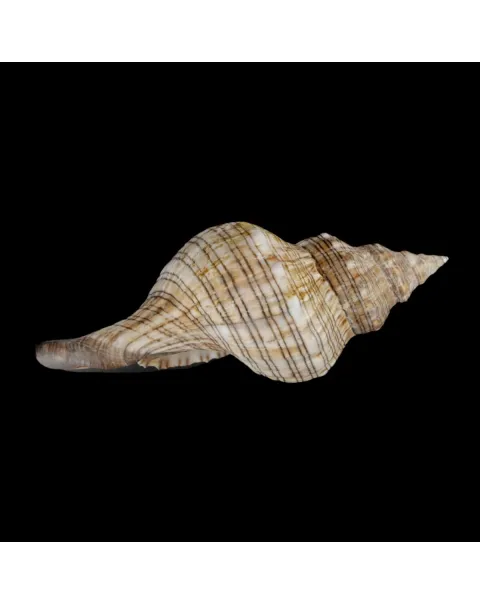 Pleuroploca Lischkeana