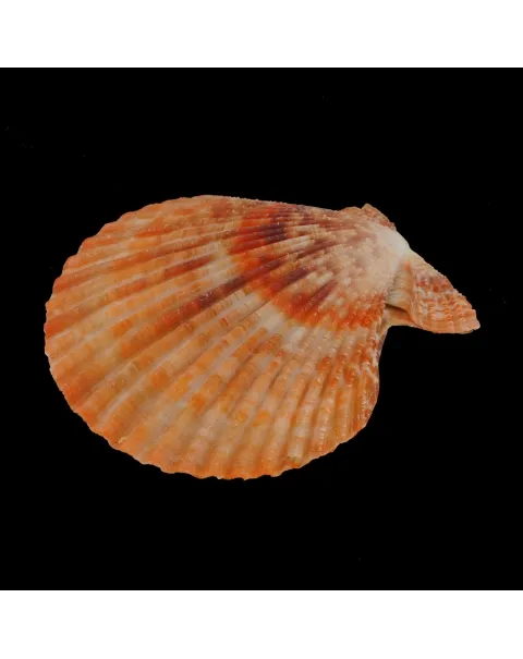 Mimachlamys Gloriosa
