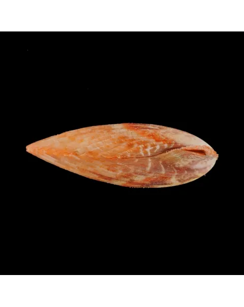 Mimachlamys Gloriosa