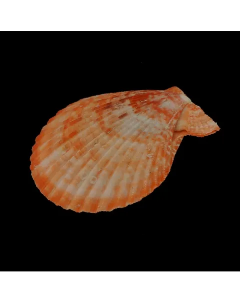 Mimachlamys Gloriosa