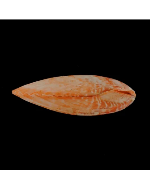 Mimachlamys Gloriosa