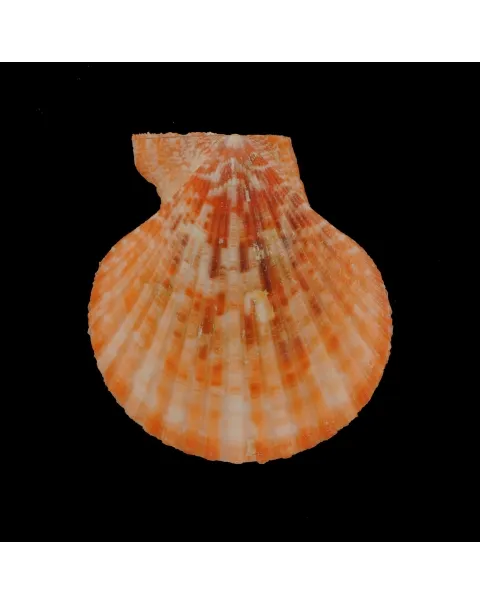 Mimachlamys Gloriosa