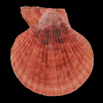 Mimachlamys Gloriosa