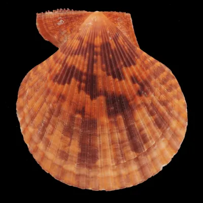 Mimachlamys Gloriosa