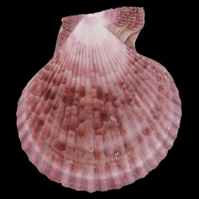 Mimachlamys Gloriosa