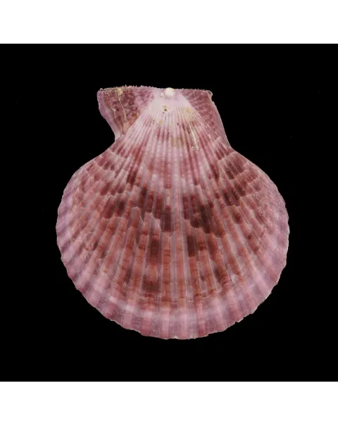 Mimachlamys Gloriosa