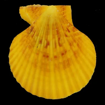 Mimachlamys Gloriosa