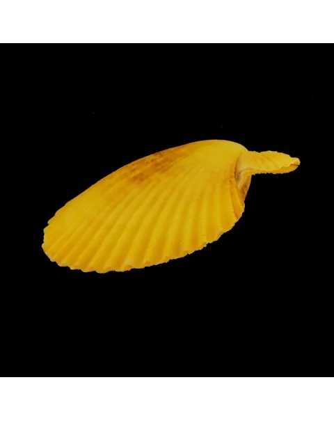 Mimachlamys Gloriosa