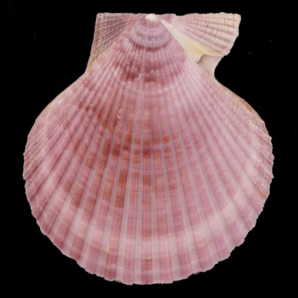 Mimachlamys Gloriosa