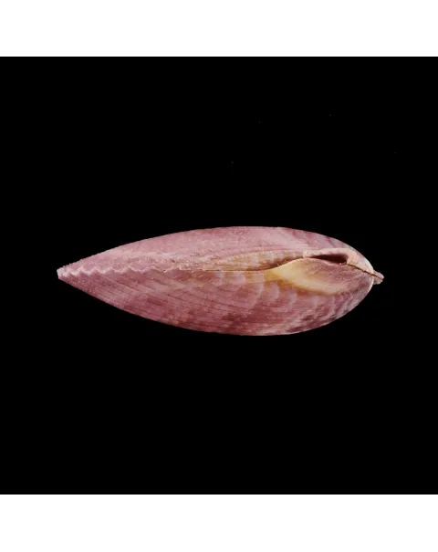 Mimachlamys Gloriosa