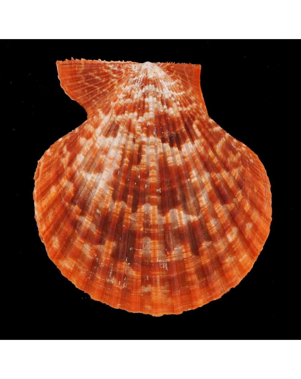 Mimachlamys Gloriosa