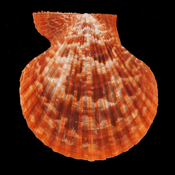 Mimachlamys Gloriosa