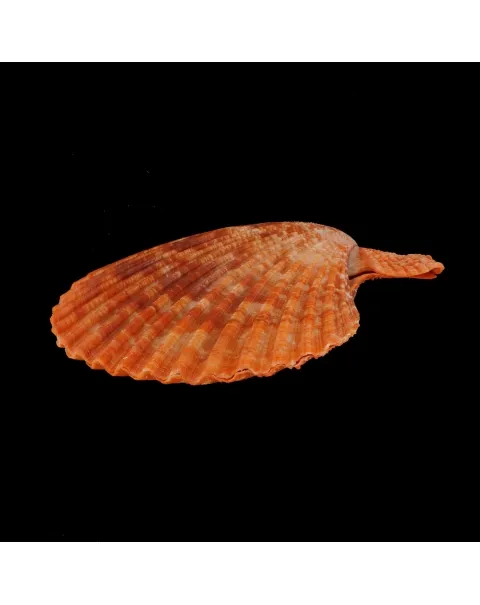 Mimachlamys Gloriosa