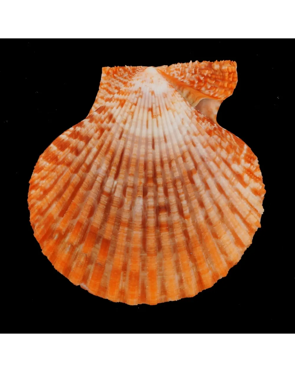 Mimachlamys Gloriosa