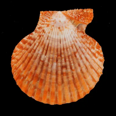 Mimachlamys Gloriosa