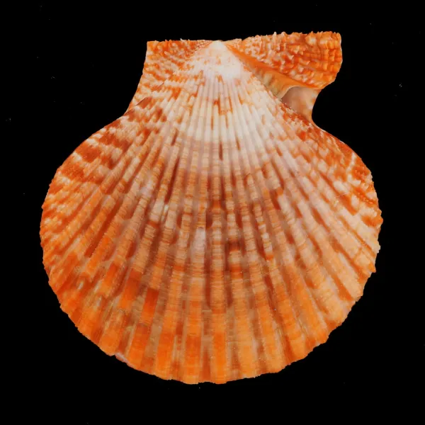 Mimachlamys Gloriosa