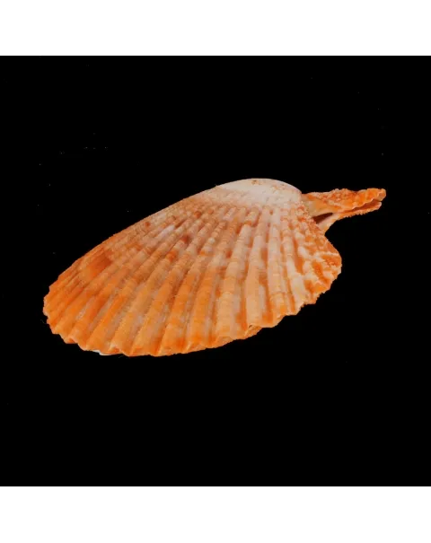 Mimachlamys Gloriosa