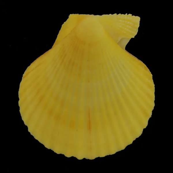 Mimachlamys Gloriosa