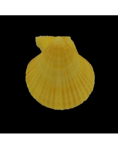 Mimachlamys Gloriosa