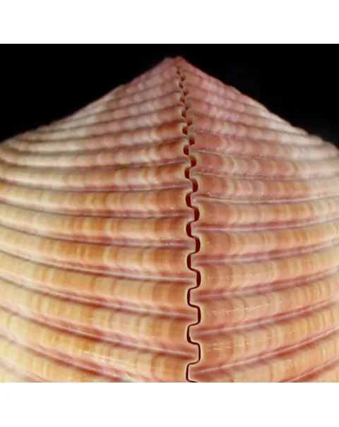Maoricardium Pseudolima