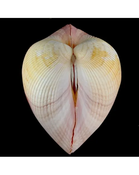 Maoricardium Pseudolima
