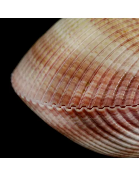 Maoricardium Pseudolima