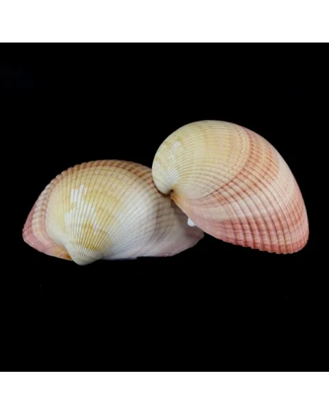 Maoricardium Pseudolima
