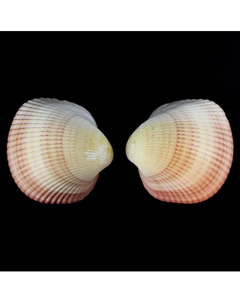 Maoricardium Pseudolima