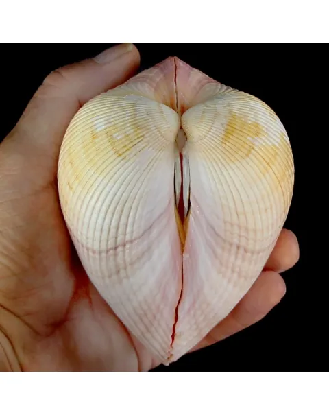 Maoricardium Pseudolima