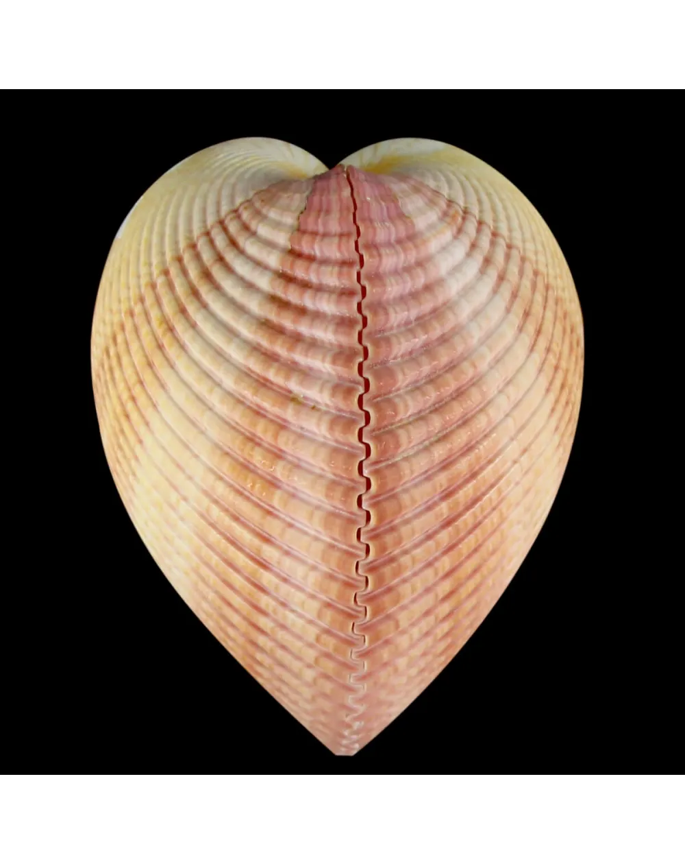 Maoricardium Pseudolima