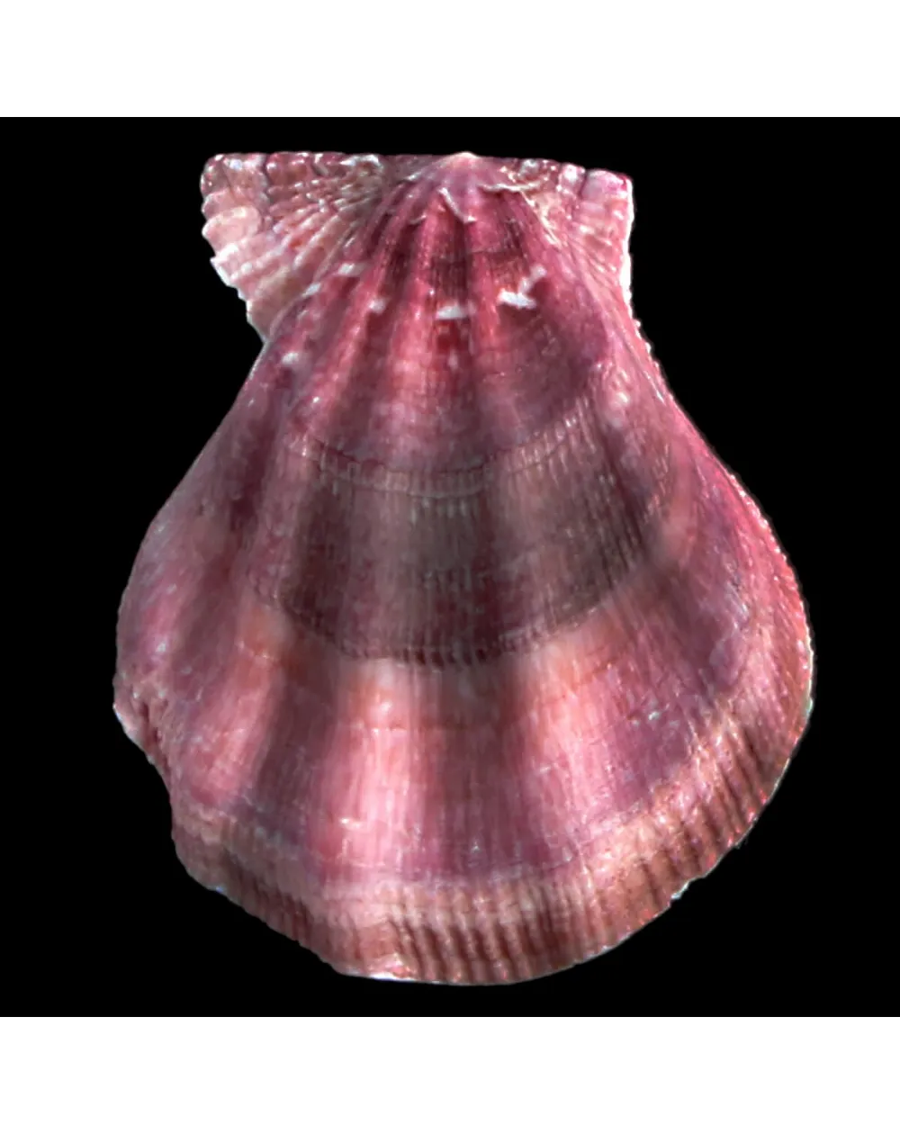 Swiftopecten Swiftii