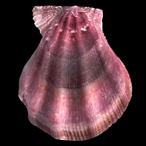 Swiftopecten Swiftii