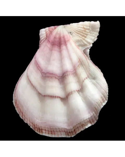 Swiftopecten Swiftii
