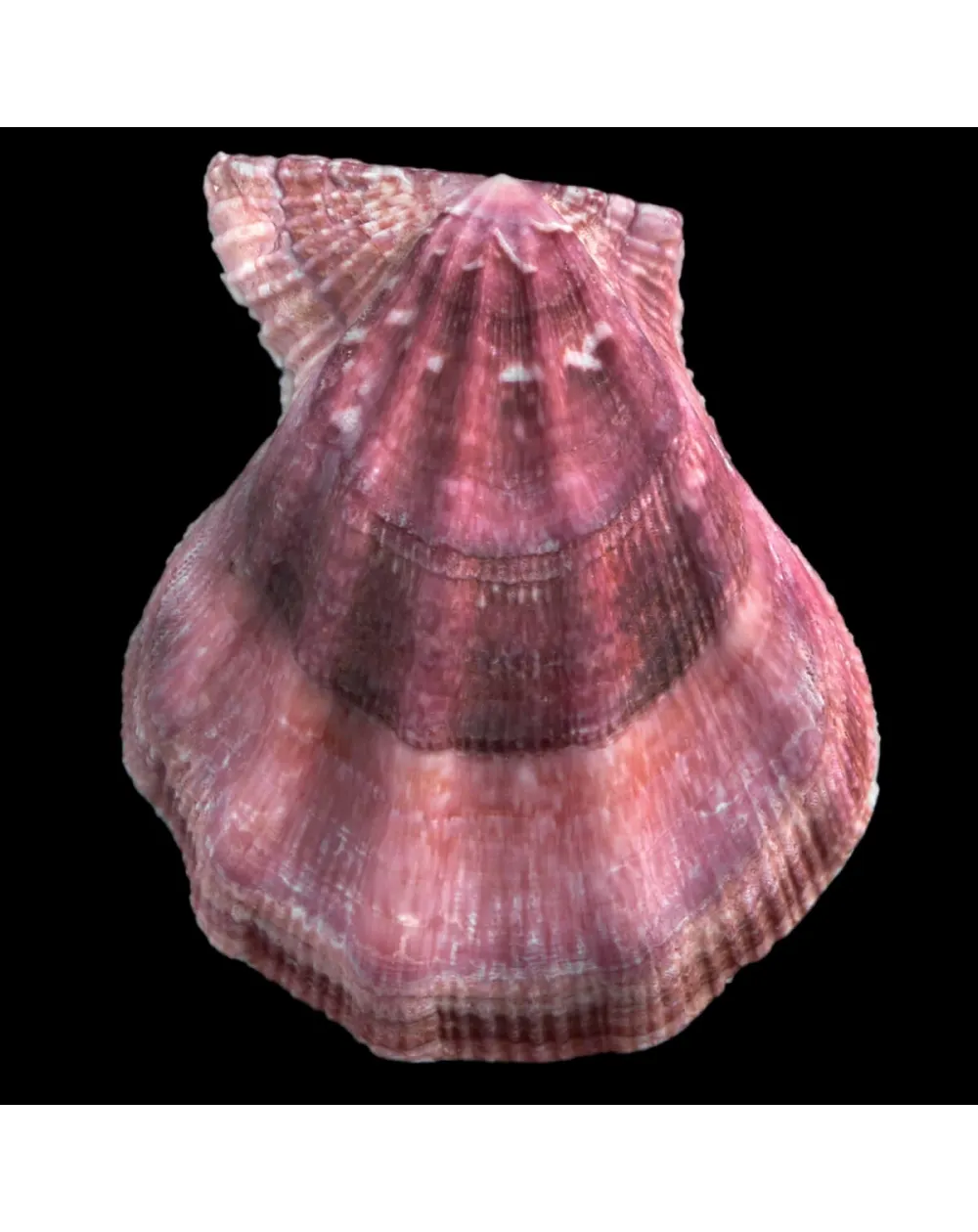 Swiftopecten Swiftii
