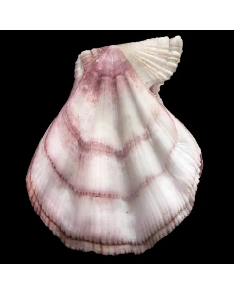 Swiftopecten Swiftii