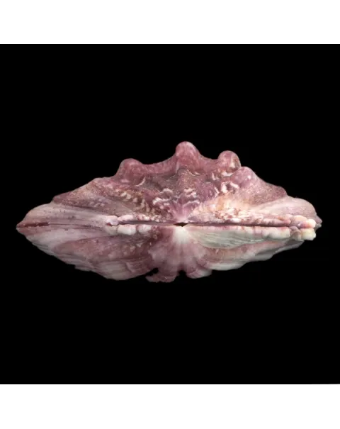 Swiftopecten Swiftii