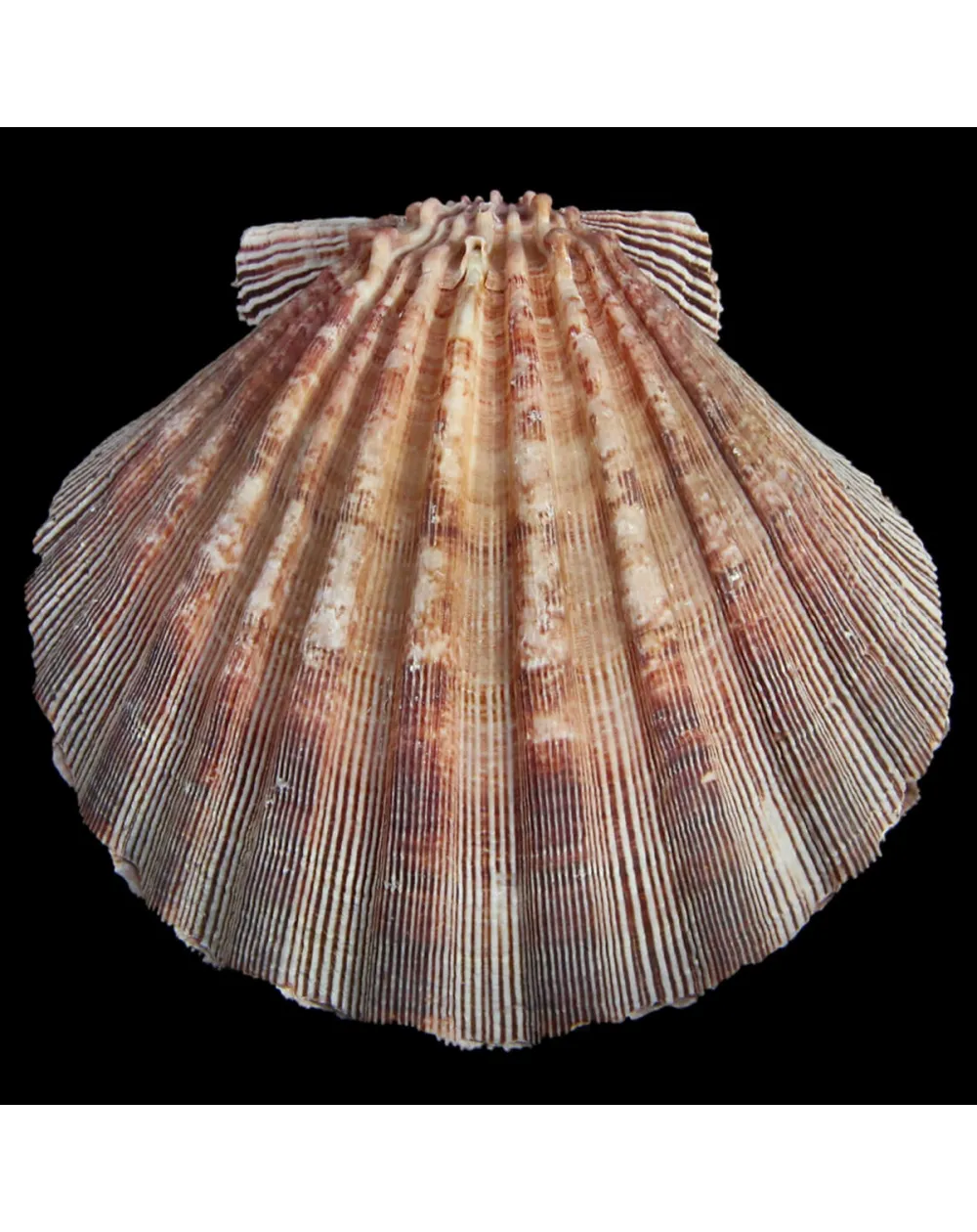 Nodipecten Subnodosus