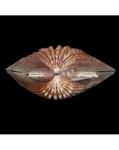 Nodipecten Subnodosus