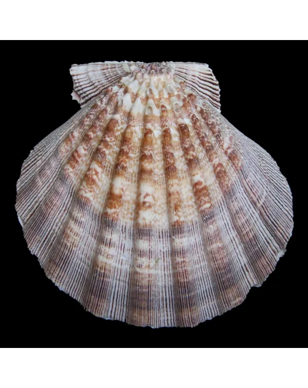 Nodipecten Subnodosus