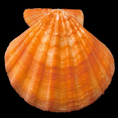 Nodipecten Subnodosus