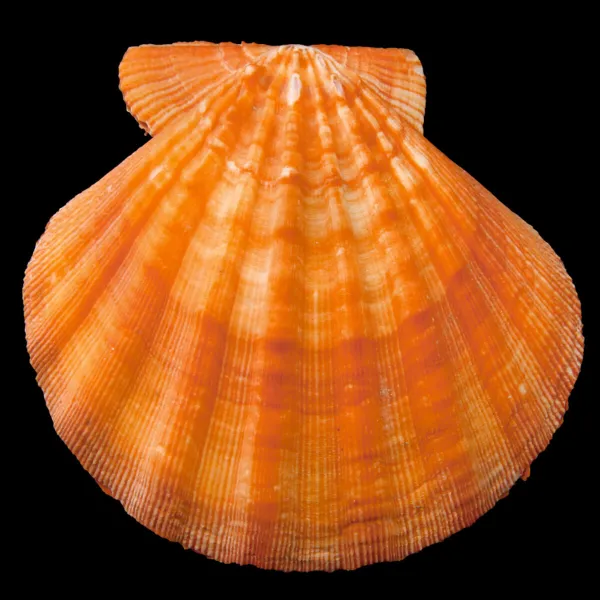Nodipecten Subnodosus