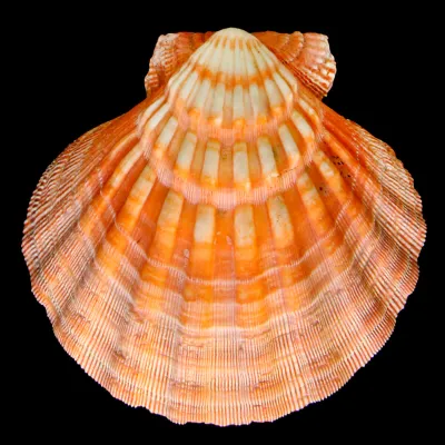 Nodipecten Subnodosus