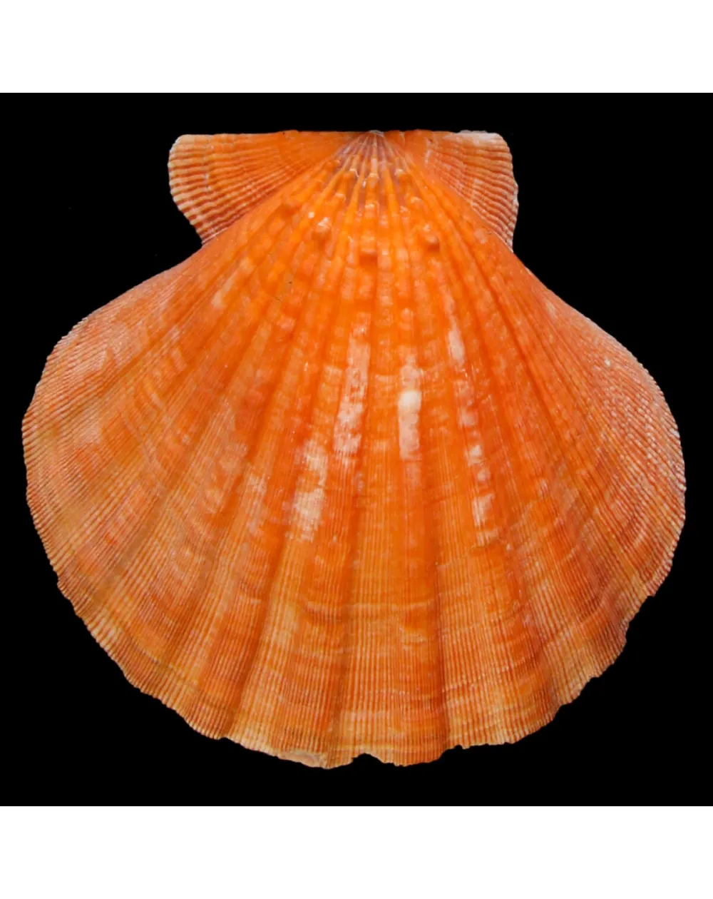 Nodipecten Subnodosus