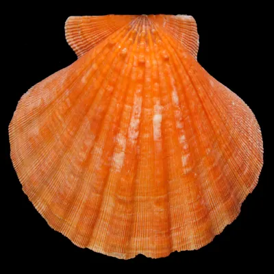 Nodipecten Subnodosus