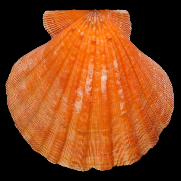 Nodipecten Subnodosus