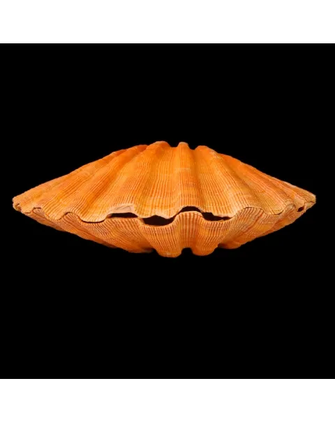 Nodipecten Subnodosus