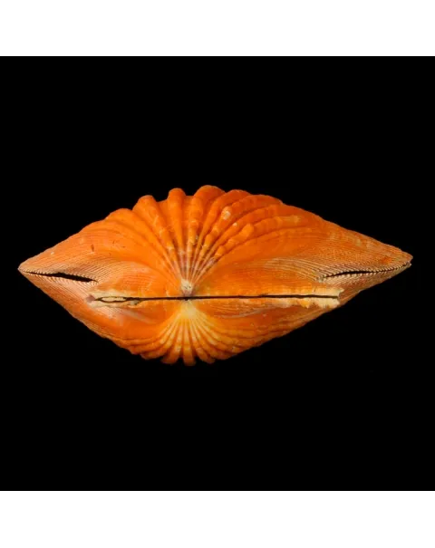 Nodipecten Subnodosus